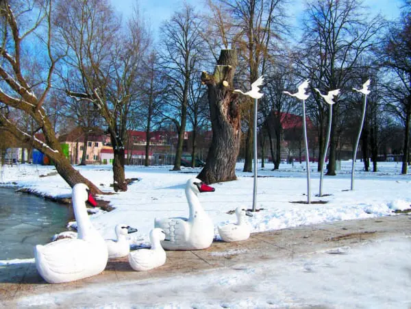 Svanfamilj - Bild 4